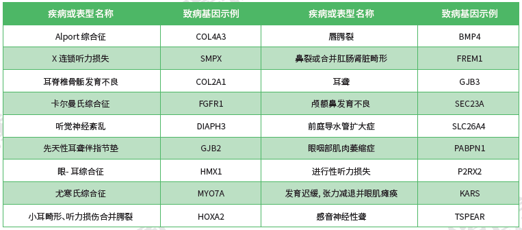 【焦点娱乐焦点基因检测】<font color='red'><font color='red'>耳鼻喉</font><font color='red'>系统</font><font color='red'>疾病</font></font>致病基因鉴定基因解码